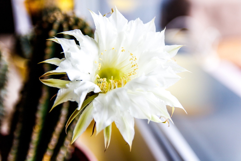 2K, plant, no people, flower head, flower, focus on foreground, outdoors, petal, close-up, nature, flowering plant, selective focus, springtime, spring
