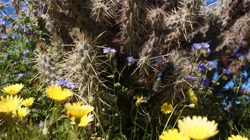 flower, tranquility, day, land, freshness, vulnerability, desert, blue flowers, springtime, fragility, cactus, flowering plant, purple, 4K, petal, no people