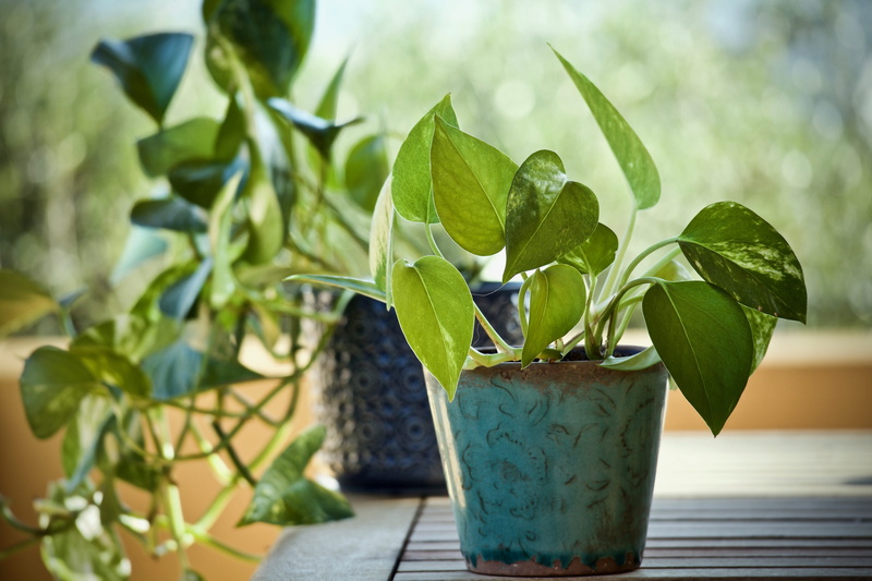 potted plant, plant part, nature, green color, plants, close-up, green, freshness, ceramic vases, botany, plant, ornamental plants, leaf, flower pot, no people