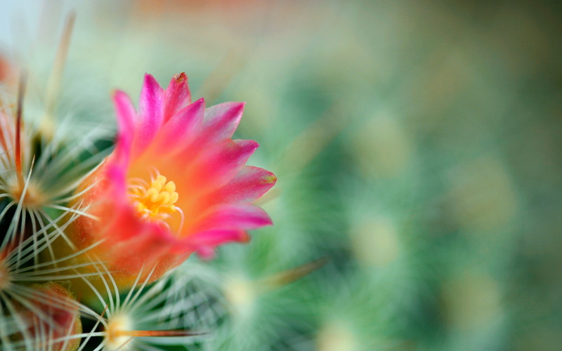 needles, 1080P, cactus, flower, green, background