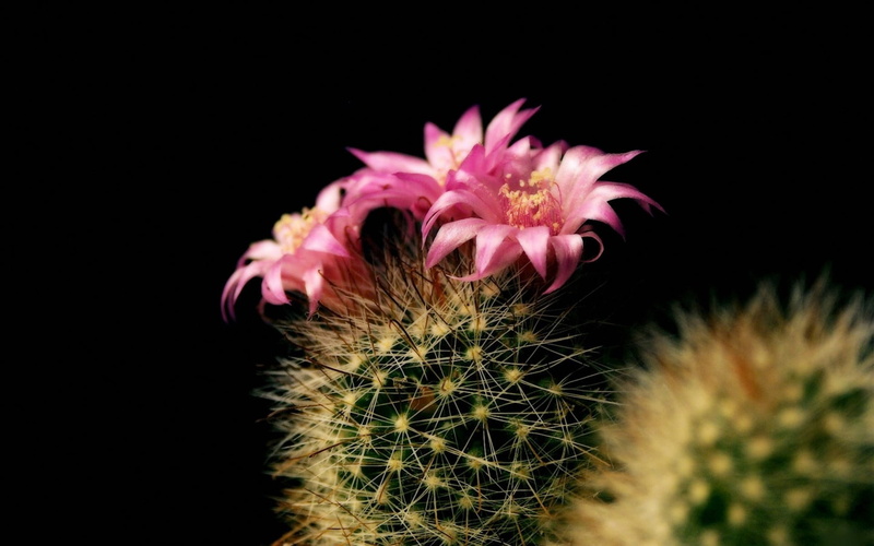 inflorescence, indoors, seed, flowers, bloom, black Background, macro, studio shot, nature, flower, blossom, background, pink, cactus, petal, dandelion