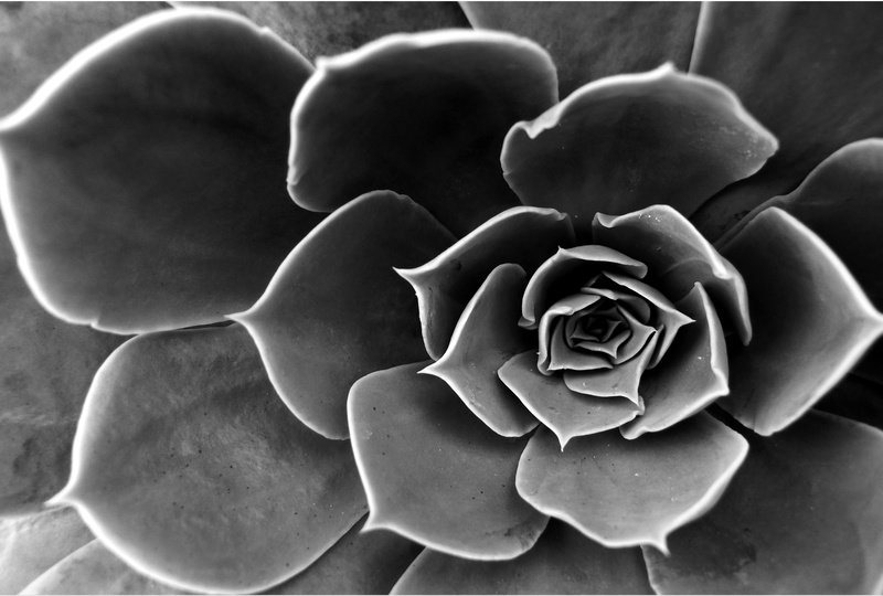 vulnerability, inflorescence, extreme close-up, flower head, studio shot, growth, no people, black and white, close-up, nature, aloe, fragility, flower