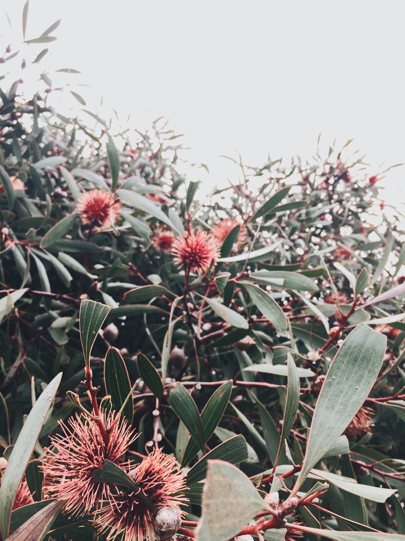 focus on foreground, day, flower head, vulnerability, bush, plant part, plant, cactus, australia, beauty in nature, succulent plant, white, outdoors, fragility