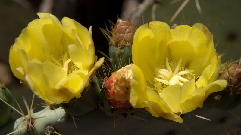 yellow, cactus, flower arrangement, bouquet, springtime, plant, nature, beauty in nature, outdoors, inflorescence, fragility, prickly pear cactus, no people