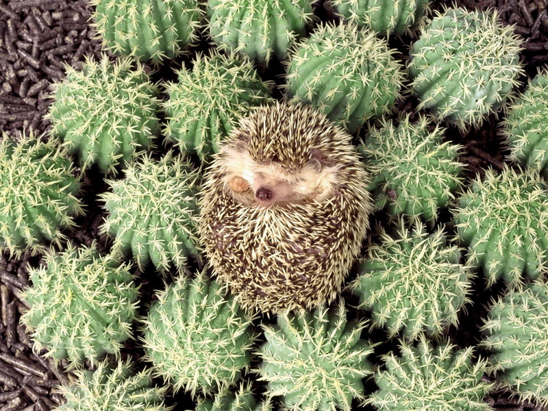 cactus, 720P, lie, nature, spines, beauty in nature, gourmet, ripe, thailand, backgrounds, desert, directly above, food, close-up, plant, land, freshness