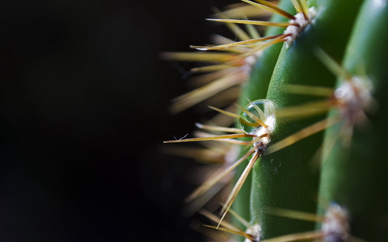 animal wildlife, selective focus, spiked, nature, focus on foreground, macro, backgrounds, growth, photo, aloe, flowering plant, close-up, botany, stem