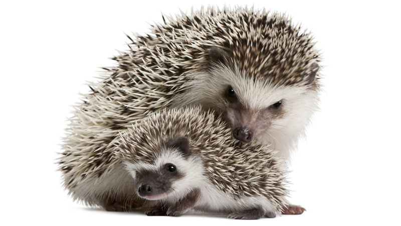 hedgehog, cub, 4K, cute, european hedgehog, prickly, snout