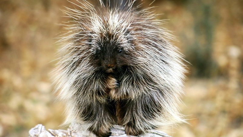 1080P, hedgehog, focus on foreground, hair, animal wildlife, animal, vertebrate, long, animals in the wild, outdoors, legged, sit, day, black, one animal