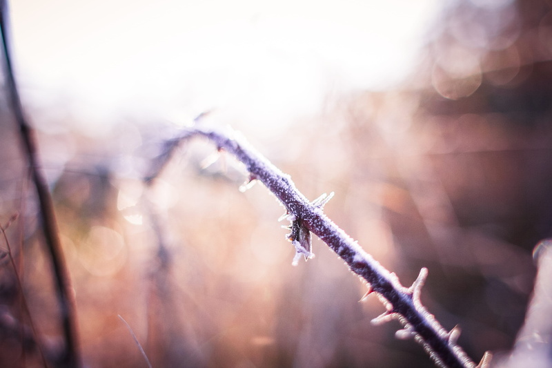 Prickly Bush, focus on foreground, sunlight, Morning, close-up, tranquility, one animal, animal wildlife, frost, ice, animals in the wild, fragility, season