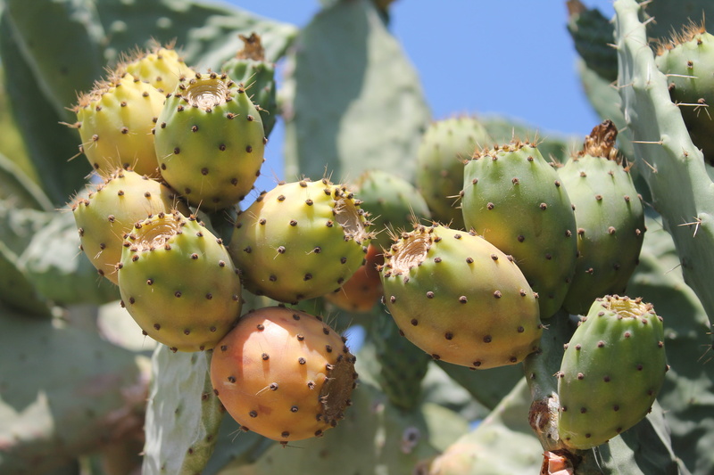 food, focus on foreground, prickly pear, no people, thorn, nature, freshness, pattern, prickly pear cactus, summer, prickly, botany, outdoors, 4K, plant