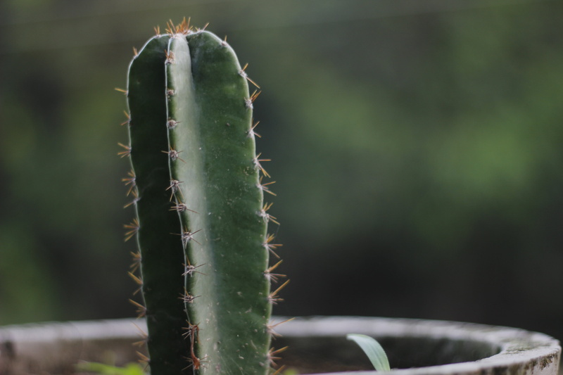 green, focus on foreground, green color, growth, nature, no people, prickly pear, aloe vera plant, nagfani, sunlight, thorns, cactus, spiked, close-up
