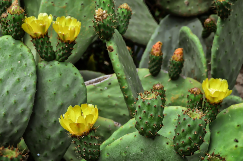 focus on foreground, flowering plant, thorn, green color, sharp, nature, growth, day, flowering, outdoors, succulent plant, flower, cactus, 5K, prickly pear