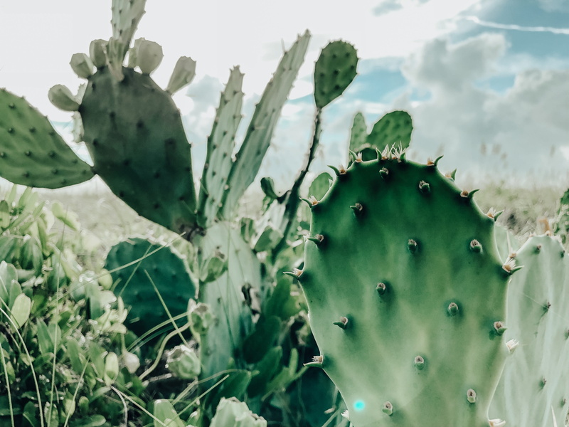 green color, dessert, forest, no people, nature, 4K, spiky, cactus, succulent plant, western, prickly pear cactus, west, close-up, prickly, outdoors, focus on foreground