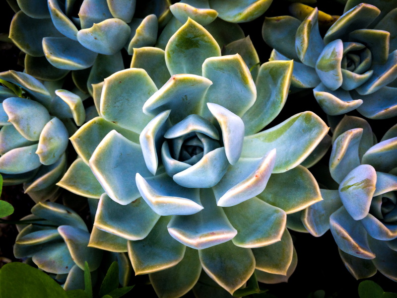 pattern, fragility, nature, day, flowers, growth, outdoors, no people, flower, succulent, shape, sharp, succulent plant, leaf, color, prickly, photo, garden