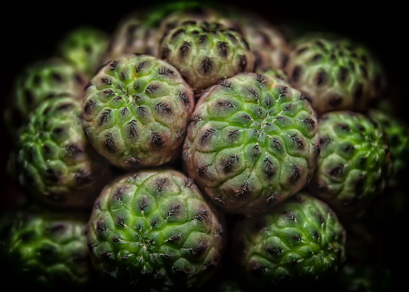 cactus, healthy eating, prickly, freshness, indoors, close, fruit, selective focus, stone garden, vegetable, full frame, ripe, green color, succulent, no people