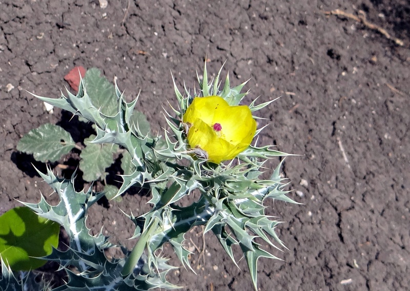 satyanashi, prickly poppy, green color, flower, mexican prickly poppy, animal wildlife, animal, day, outdoors, leaf, bird, beauty in nature, yellow, argemone mexicana