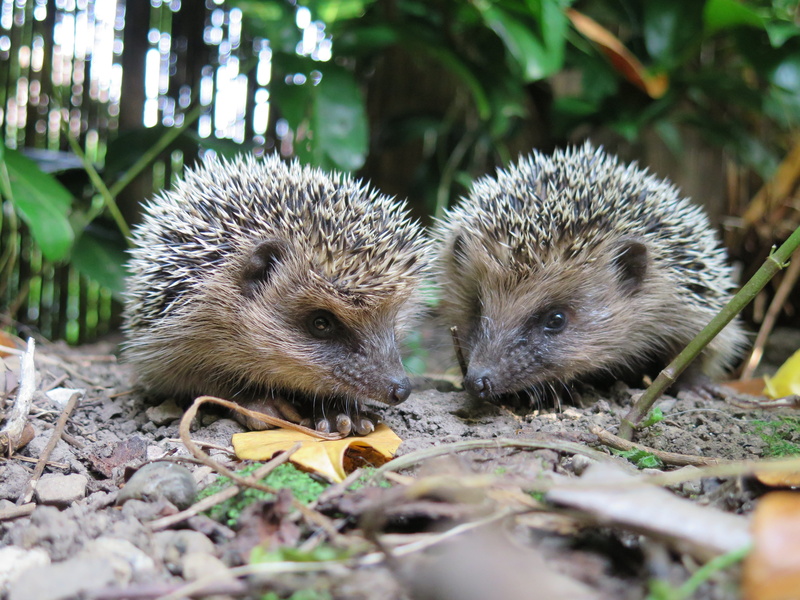hedgehog, young animal, 4K, outdoors, animal wildlife, mammal, close-up, cute, brown, plant part, group of animals, two animals, selective focus, animal