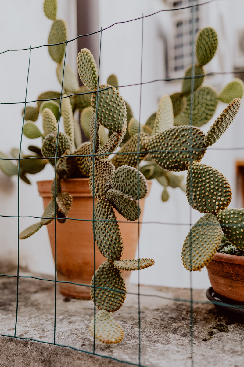 day, Prickly pear, no people, art and craft, plant, retail display, cactus, still life, human representation, 5K, window, close-up, focus on foreground