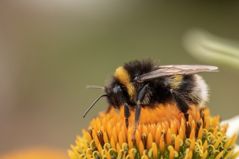 animal world, vulnerability, heath-the bumble bee, kryptarum-the bumble bee, flower, coneflower, invertebrate, hummel, echinacea, pollination, pallida