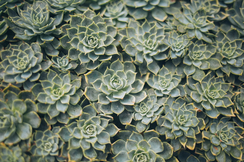 shape, succulent, growth, day, cactus plant, directly above, cacti, cactuses, garden, photography, plant, large group of objects, no people, natural pattern
