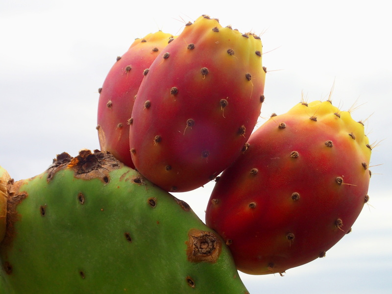 red, prickly Pear Cactus, wellbeing, 4K, close-up, Prickly, nature, green Color, food, succulent plant, thorn, no people, fruit, plant, day, growth, freshness