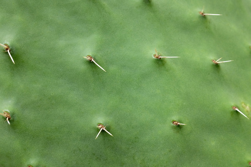 animal themes, high angle view, green, thorns, cacti, sharp, full frame, outdoors, pricked, pricks, cautious, sting, directly above, needles, cactus, nature