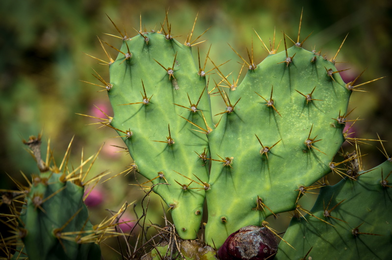 warning sign, growth, focus on foreground, prickly Pear Cactus, love, desert, nature, prickly pear, beauty in nature, outdoors, day, cactus, thorn, sign