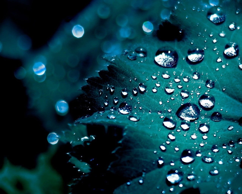 macro, abstract, outdoors, prickly, glass - material, water, bright, pattern, no People, close-up, drop, plant, 720P, droplets, beauty In Nature, purity