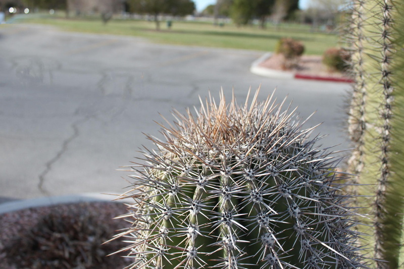 1080P, saguaro, green, cactus, 3d and abstract, saguaro cactus, prickly