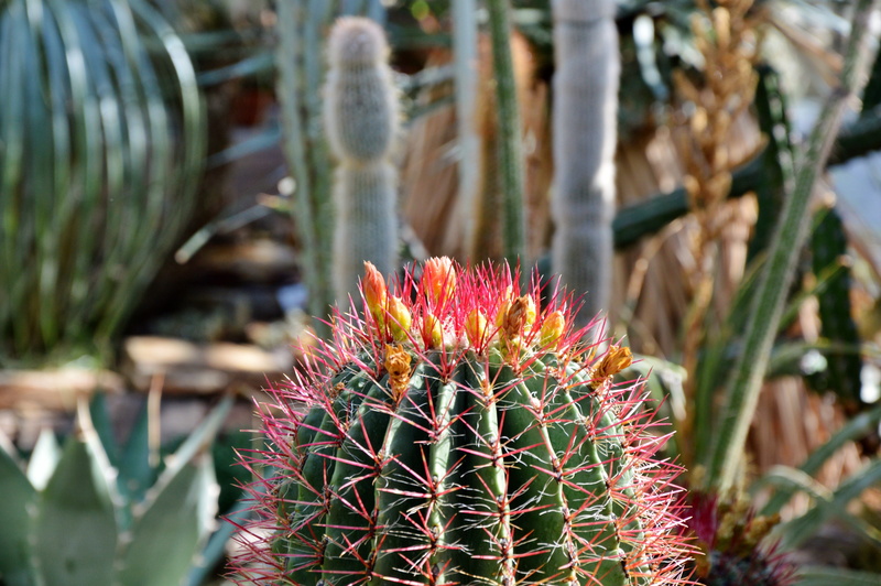 flowering plant, vulnerability, thorns, succulent plant, pointed, thorn, green, 5K, sharp, bloom, needle - plant part, desert, close-up, no people, beauty in nature