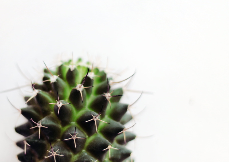 disjunct, sign, plants, prickly, close-up, micro, outdoors, focus, botanical, grow, minimalism, succulent plants, spines, thorns, cactus plant, thorn, spiky