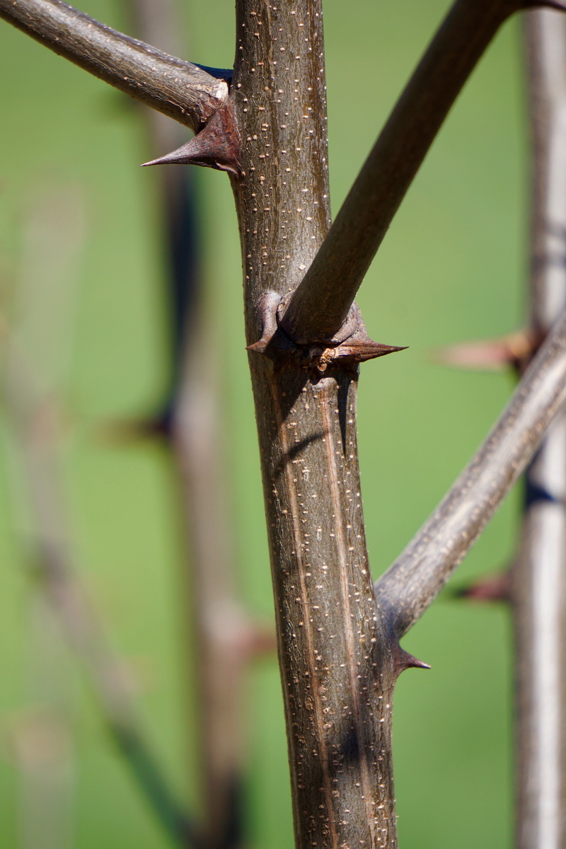 security, sharp, prickly, boundary, selective focus, thorns, no people, green color, bush, day, rusty, spur, tree, protection, 5K, plant, focus on foreground