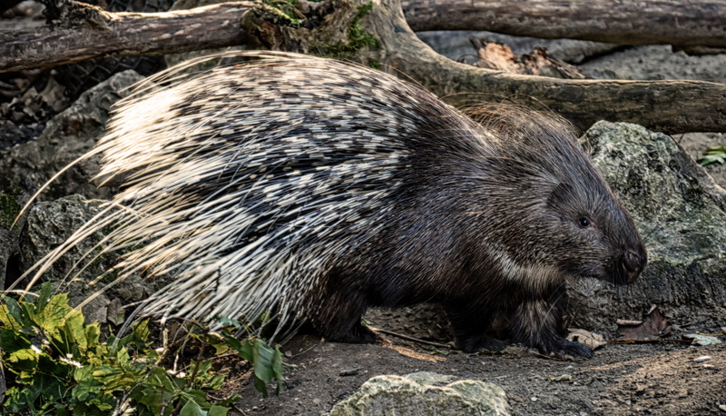 relaxation, no people, nature, of course, one animal, outdoors, 4K, rock, spur, tree, animals in the wild, day, animal hair, animal world, land, prickly