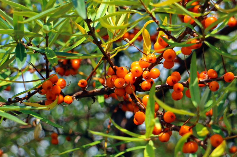 tree, periwinkle, leaf, hedge, leafed, focus on foreground, berry fruit, ripe, day, healthy eating, bush, spiny, rowanberries, plant part, 4K, no people