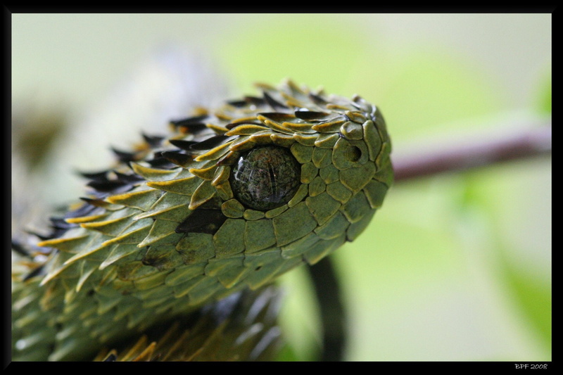 Reptiles, Viper, Spiny Bush Viper, 1080P