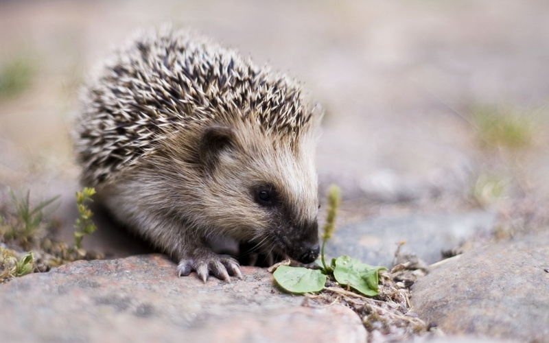 rock, plant, hedge, porcupine, bristle - Animal Part, animals In The Wild, animal, rodent, looking, animal themes, cute, wildlife, outdoors, snout, spiked
