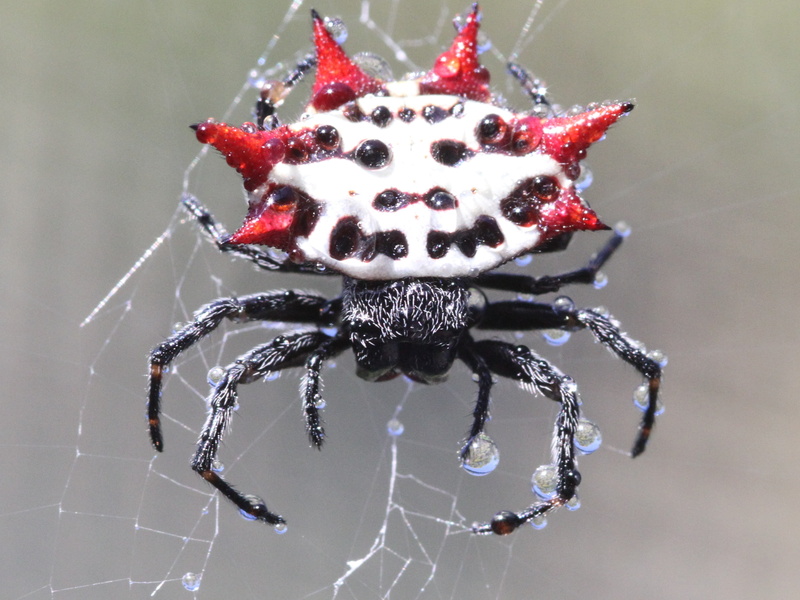 Spiny Orb Weaver, Spiders, 2K, Spider