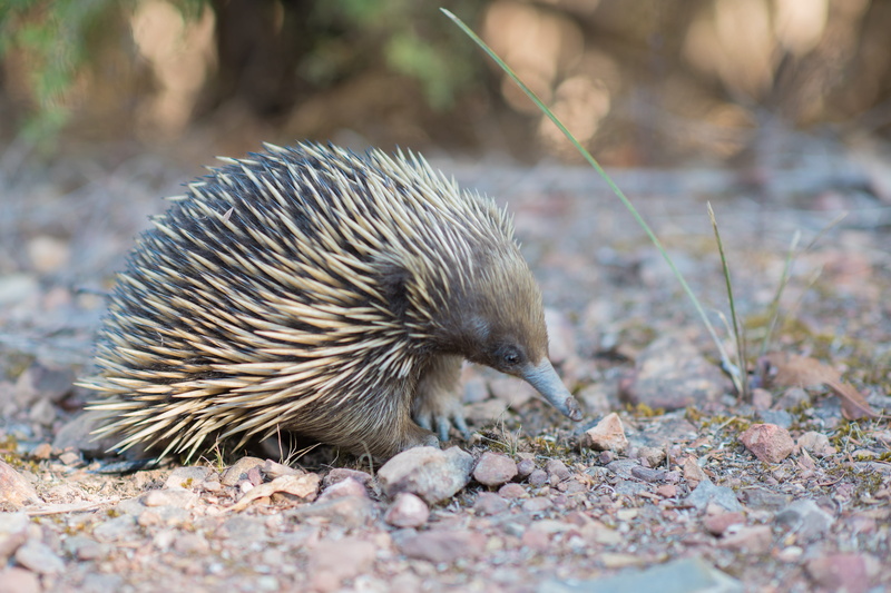 solid, outdoors, selective focus, fauna, vertebrate, monotremata, animal, spiny anteater, pebble, one animal, australia, close-up, egg-laying mammal, full length