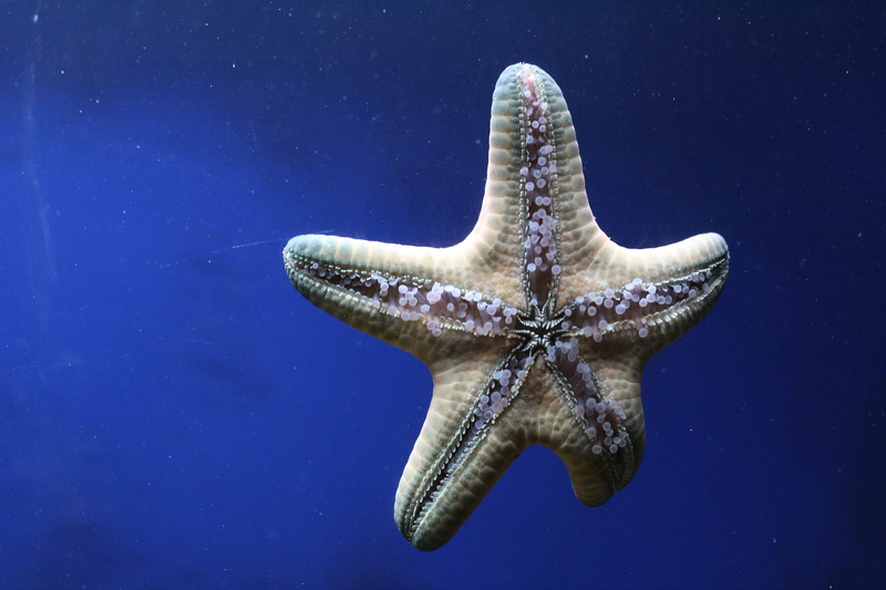 underwater, close-up, starfish, animals in the wild, sea, nice, living, swimming, nature, spiny skin, animal themes, star, sea star, outdoors, animals