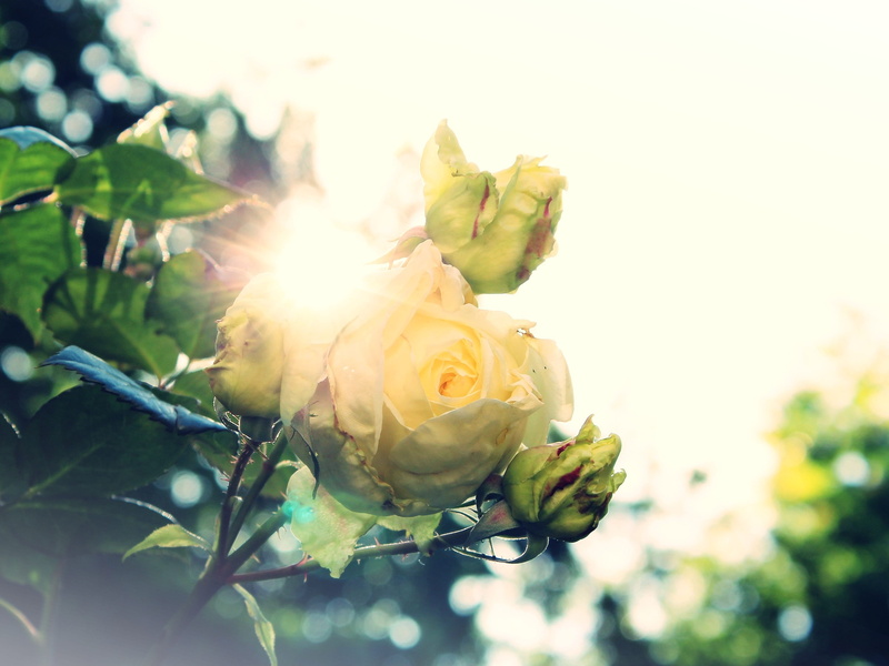 plant, plant part, growth, freshness, back light, flower head, trees, closeup, flora, rose greenhouse, bloom, rose bloom, vulnerability, blossom, photography