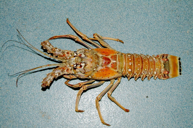 argus, studio shot, Panulirus argus, zoology, gourmet, caribbean, photos, insect, directly above, one animal, full length, 1080P, lobster, food, freshness