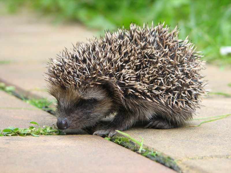 domestic, no people, 1080P, plant, grass, animals In The Wild, animal Nose, wildlife, hedgehog, mammal, outdoors, hedge, bristle - Animal Part, rodent