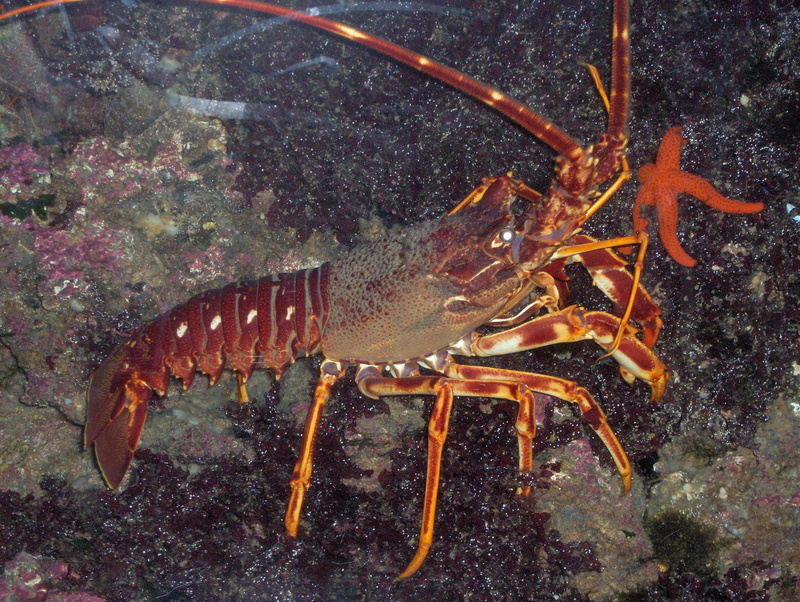 Animal, Lobster, Spiny Lobster, 2K