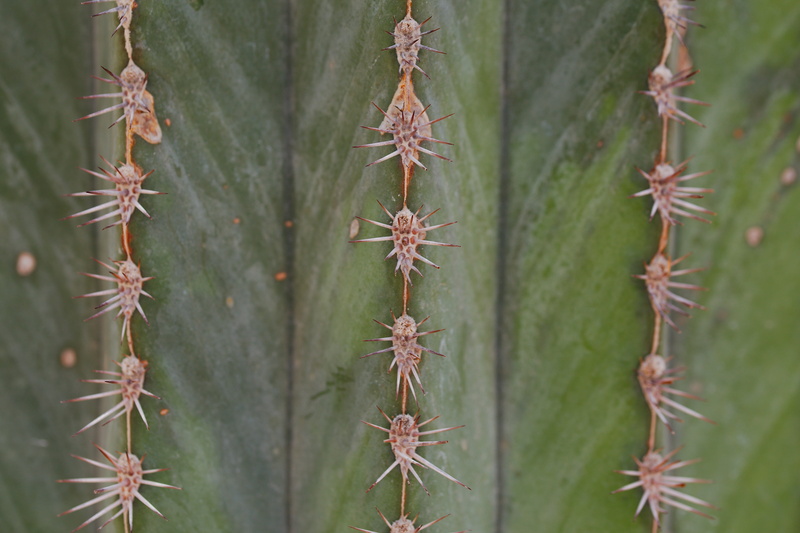 land, green color, great, succulent plant, close-up, day, spur, juice plant, coniferous tree, backgrounds, spiny, spiky, close up, growth, tranquility