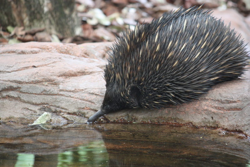 one animal, drink, day, aussie, fauna, rock - object, focus on foreground, relaxation, outdoors, animal wildlife, wild animals, animals in the wild, animal