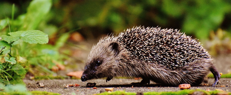 close up, eat, grass, plant, hedgehog, portrait, cute, food, 4K, little, sharp, animal world, animal wildlife, focus on foreground, nature, eating, ecology