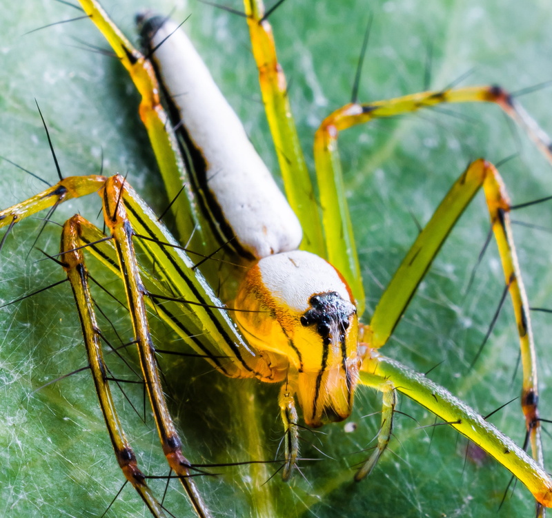 spiny, animal themes, leaf, animal body part, one animal, focus on foreground, beauty in nature, green, nature, spider, arachnid, black, 1080P, animals in the wild