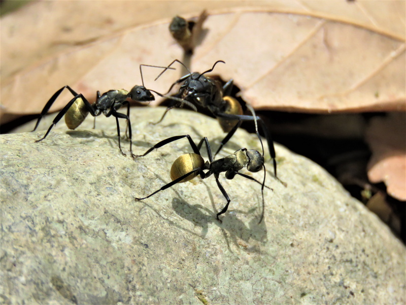 rock - object, 4K, ant, animal wildlife, animal body part, outdoors, animals in the wild, animal themes, close-up, fauna, no people, golden tailed spiny ant