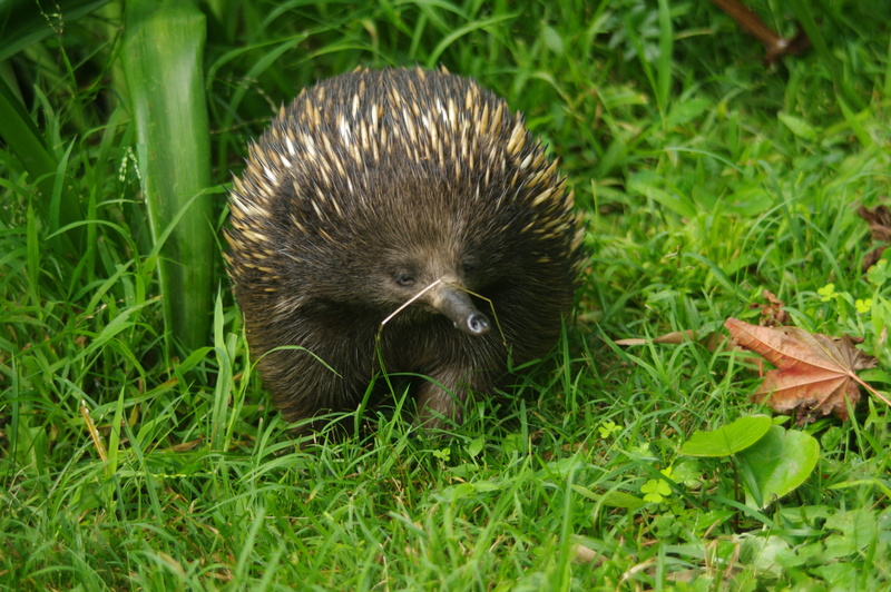australian, nature, hedgehog, land, anteater, plant part, green color, animal wildlife, mammal, brown, grass, field, outdoors, 4K, vertebrate, wild animal