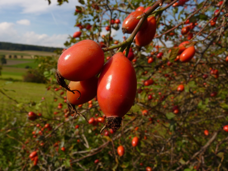 spiny, ripe, close-up, field, bush, fruit, food, focus on foreground, outdoors, tree, food and drink, vegetable, growth, tomato, no people, thorn, 4K